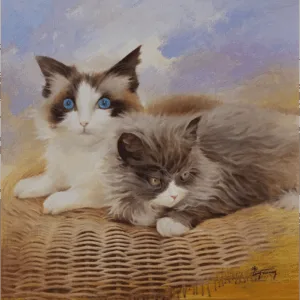 Two Cats