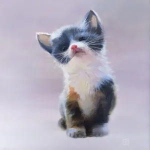 Kitten